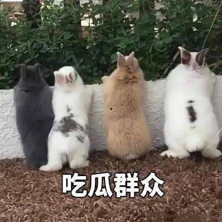 吃瓜娱乐汪,汪峰与“瓜神”定律的传奇故事