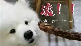 吃瓜娱乐汪,汪峰与“瓜神”定律的传奇故事
