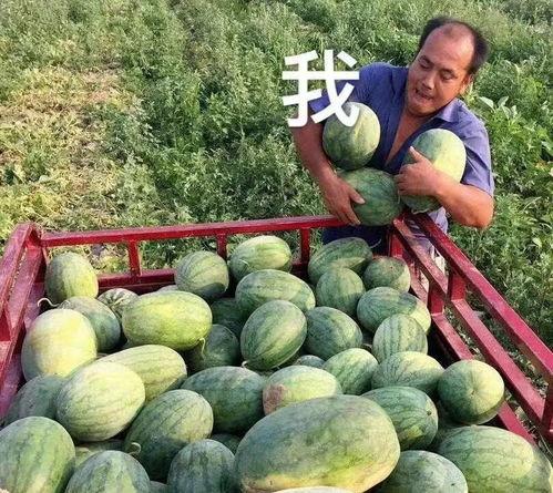 娱乐圈还有什么瓜可以吃,揭秘明星幕后故事