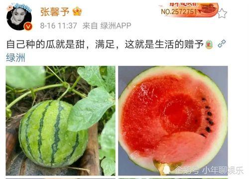 娱乐圈有什么瓜可以吃,盘点最新热点事件