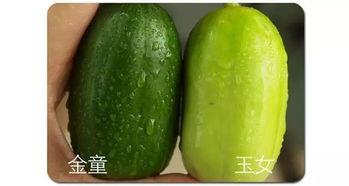 娱乐吃瓜酱四川眉山,眉山美食之旅