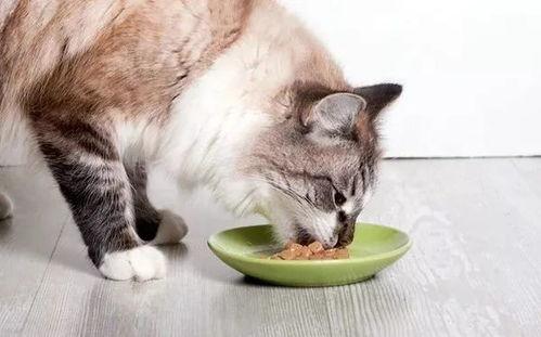 娱乐吃瓜酱猫咪,娱乐吃瓜酱猫咪的趣味日常