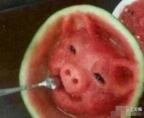 猪头娱乐吃瓜,揭秘娱乐圈背后的那些事儿