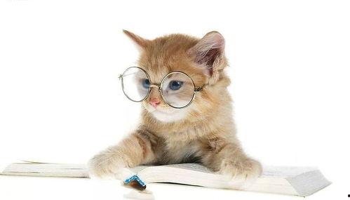 娱乐吃瓜酱猫糊糊,揭秘“酱猫糊糊”背后的故事