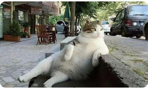 娱乐吃瓜猫捉鸟小说,娱乐吃瓜界的甜蜜陷阱