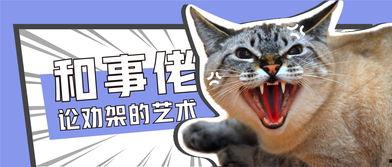 娱乐吃瓜君和猫,揭秘娱乐圈的萌宠趣事