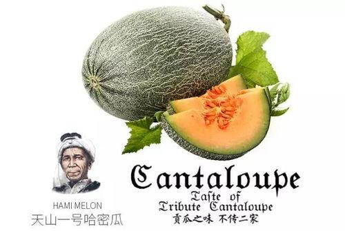 娱乐吃瓜喷子是谁的作品,网络红人的崛起与争议