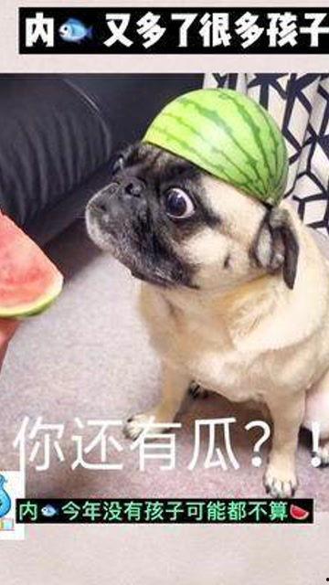 娱乐吃瓜君婴儿