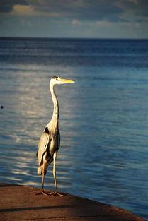 娱乐吃瓜酱飞鸟与鱼