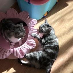 娱乐吃瓜猫嘎嘎,揭秘娱乐圈幕后趣闻